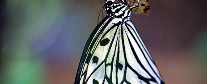 Picture of a butterfly.