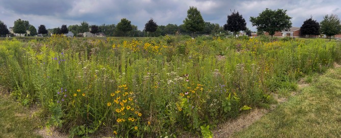 picture of Indiana native plants meadow