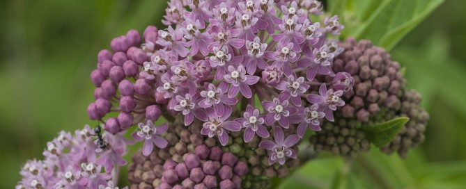 Swamp milkweed (Asclepias incarnata) in flower