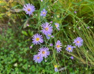 Photo of the a Smooth Blue Aster (purple flowers)