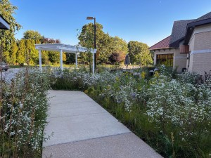 Photo of Frost Aster (small white flowers)