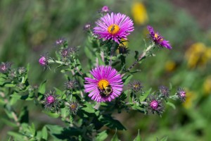 Photo of New England Aster (pink flowers)