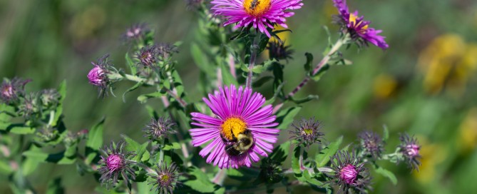 Photo of New England Aster (pink flowers)