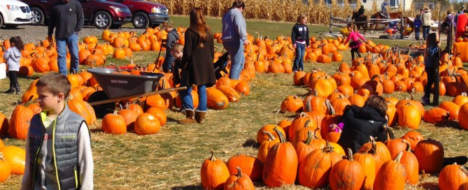 Image of a pumpkin patch