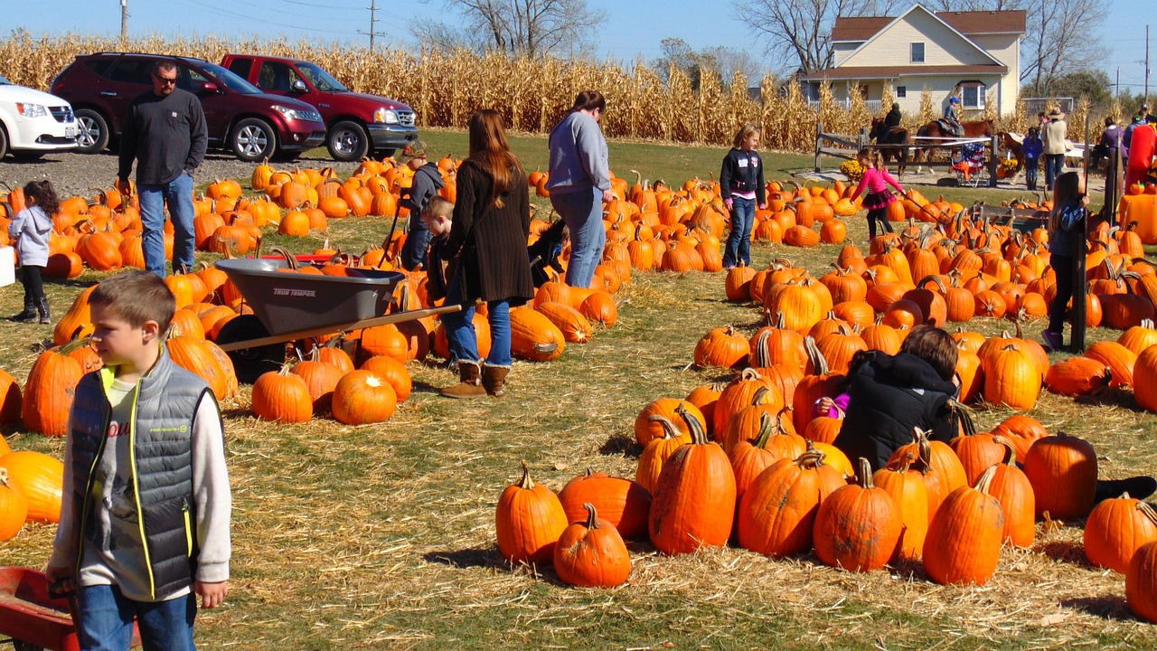 Image of a pumpkin patch