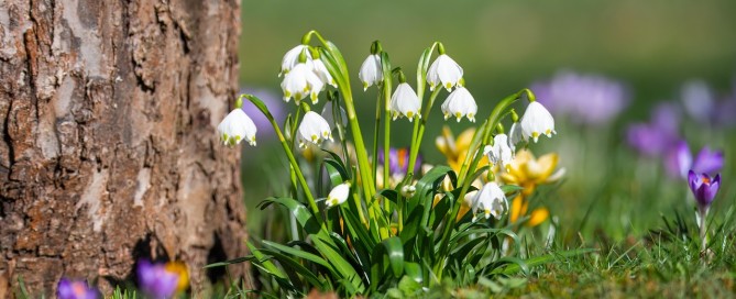 Photo of spring flowers.