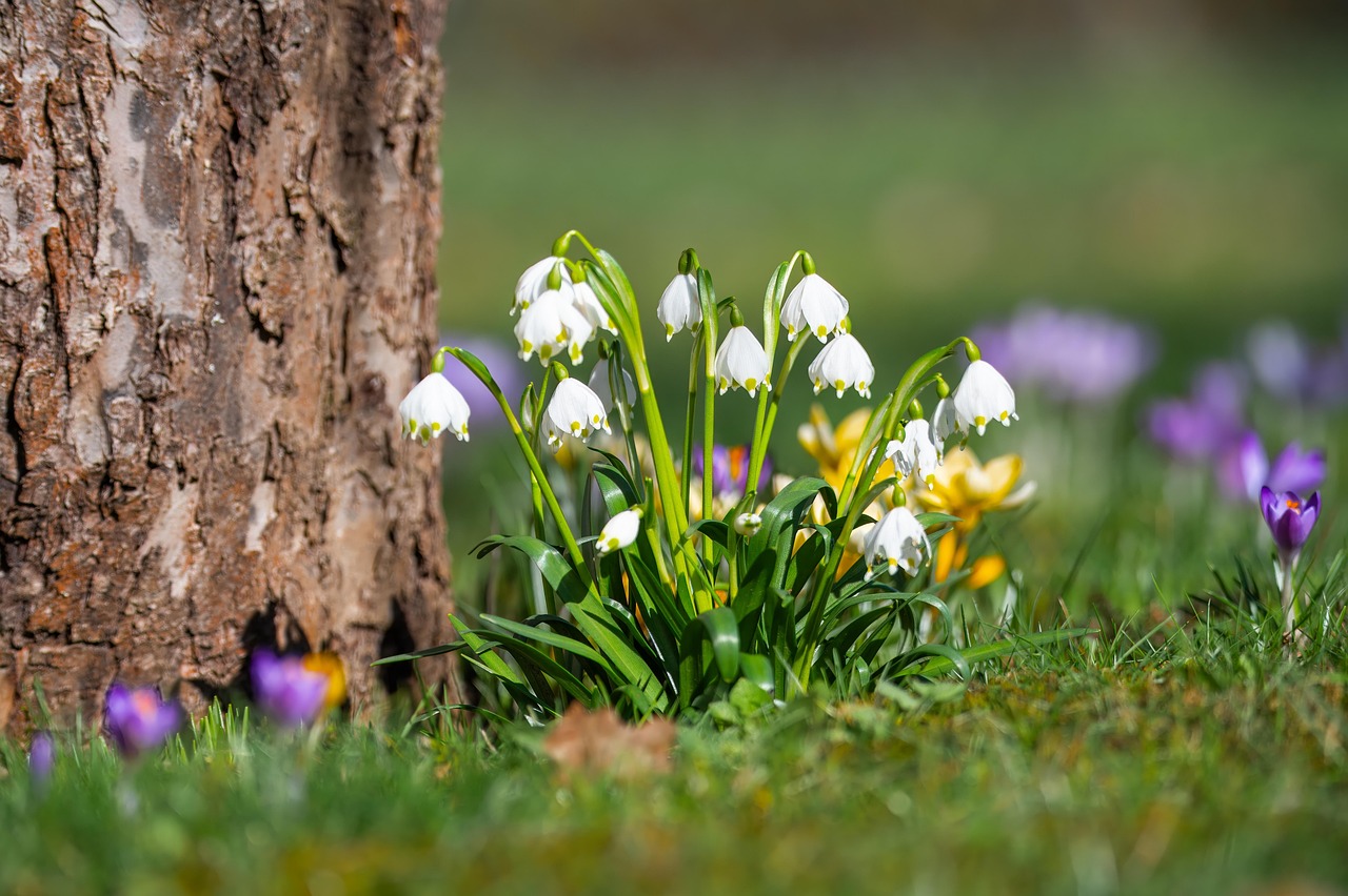 Photo of spring flowers.
