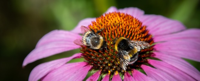 Echinacea purpurea eastern purple-coneflower, purple-coneflower with two bees gathering pollen.