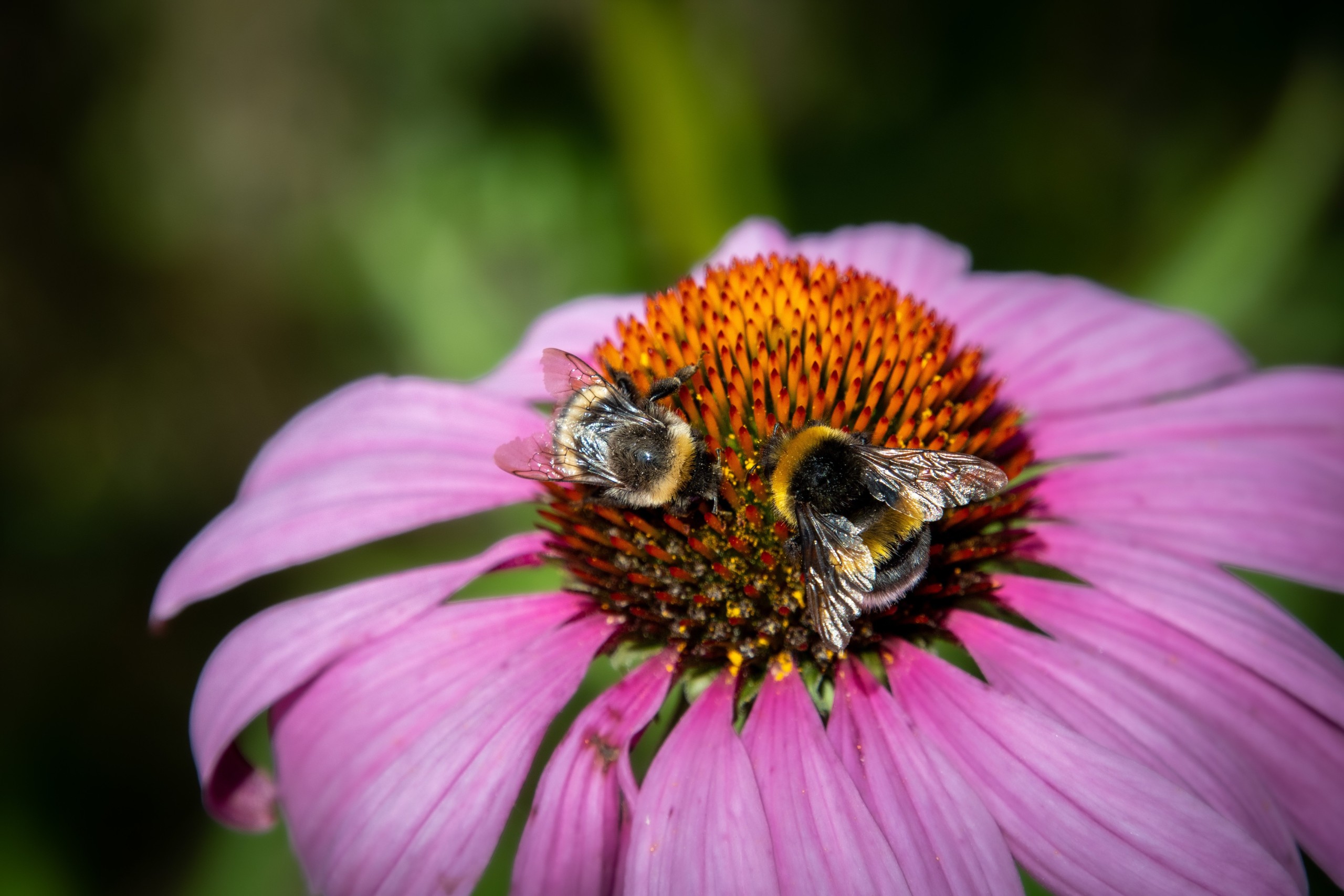 Echinacea purpurea eastern purple-coneflower, purple-coneflower with two bees gathering pollen.